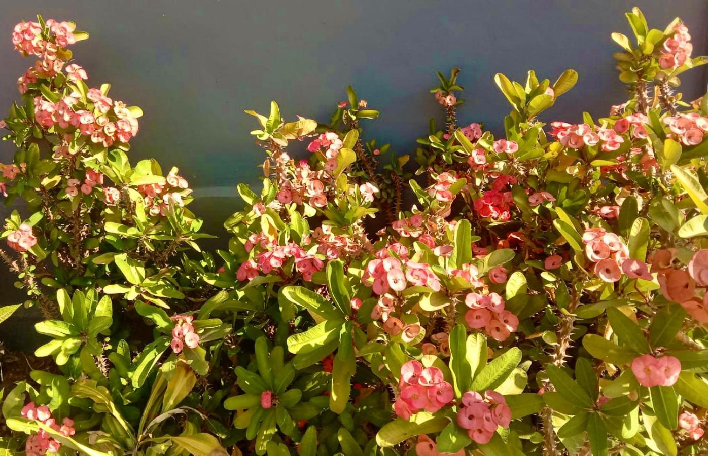 Photo 33