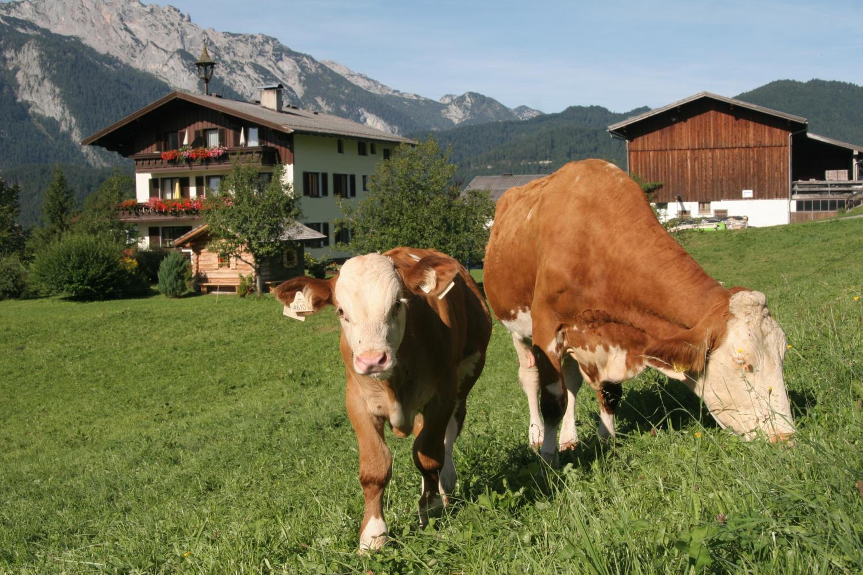 Ferienappartements Schrattengut