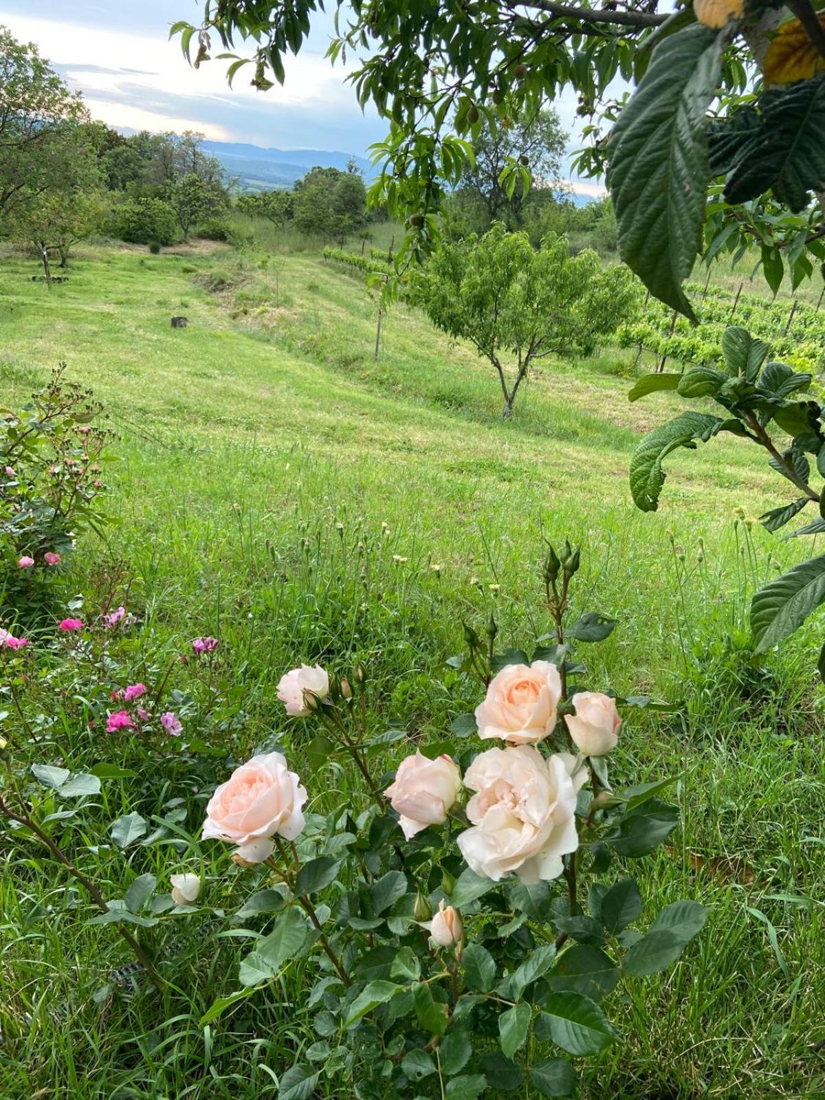 Photo 42