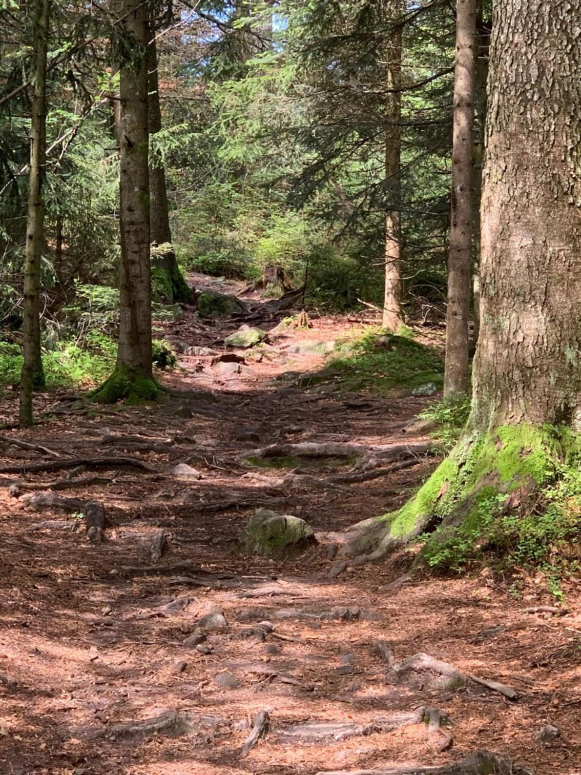 Bayerwaldnest