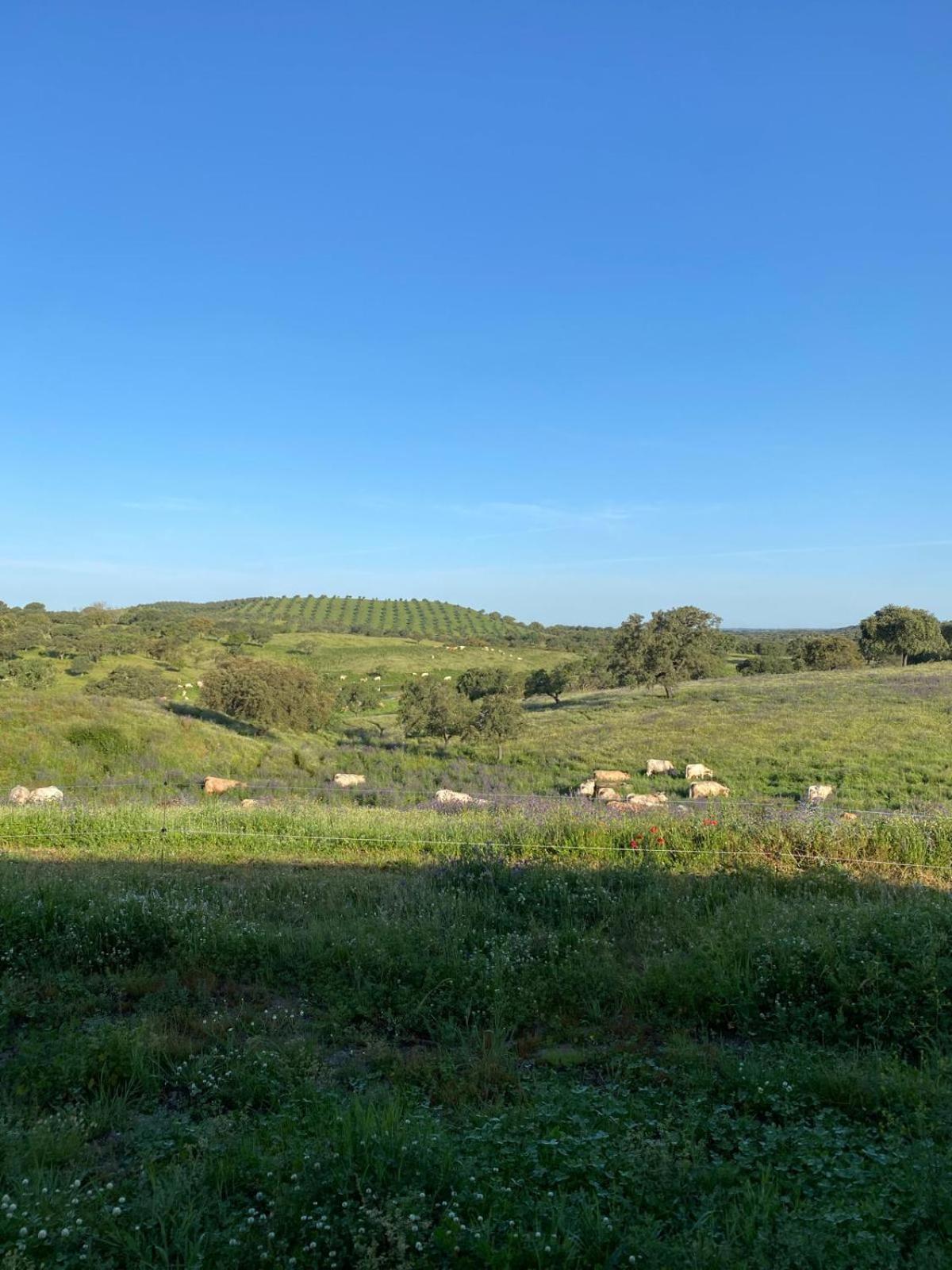 Country House and Estate - Herdade da Azinheira view 4
