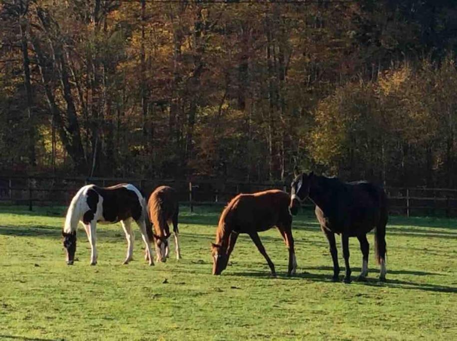 Etzauer Mühle im Taunus, Mensch-Zeit-Pferd
