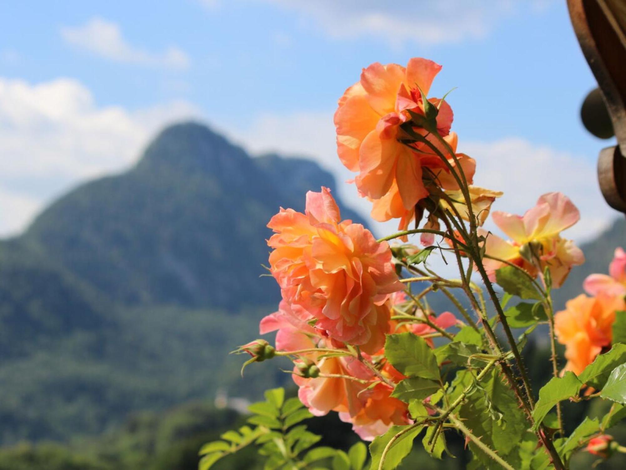 Ferienwohnung Alpenrose