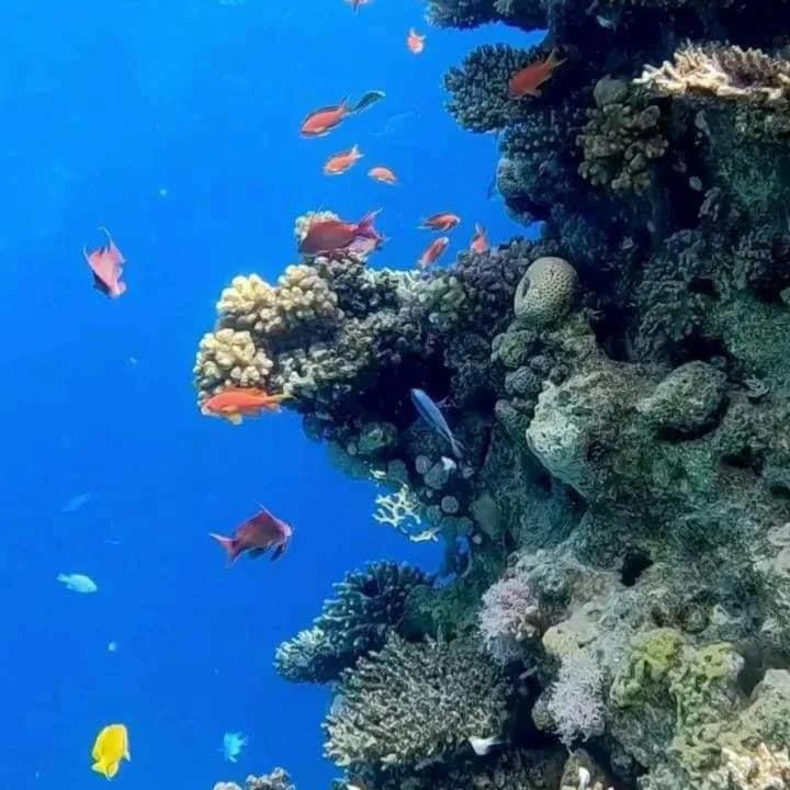 Sharm Hills Resort