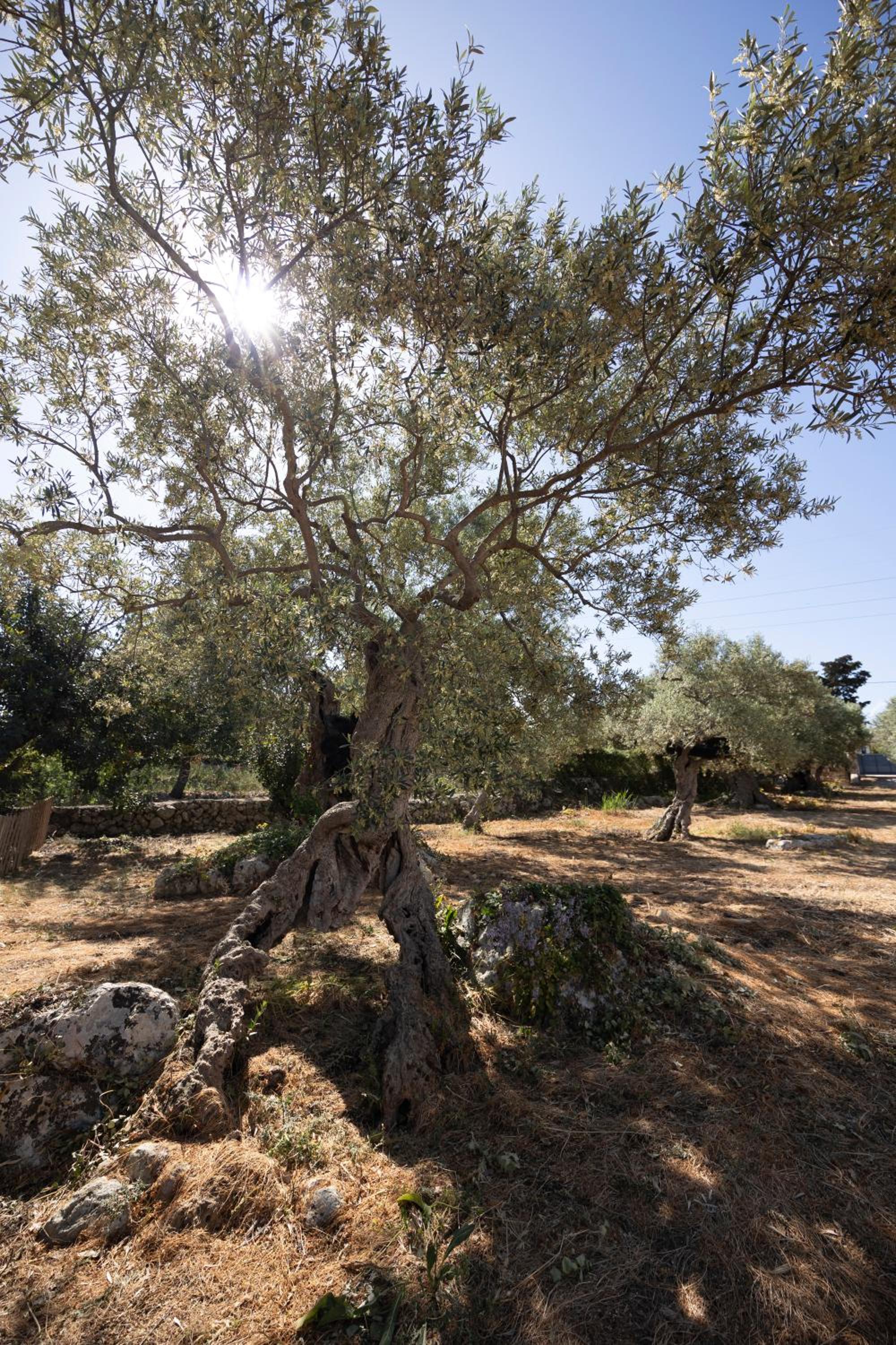 Photo 29