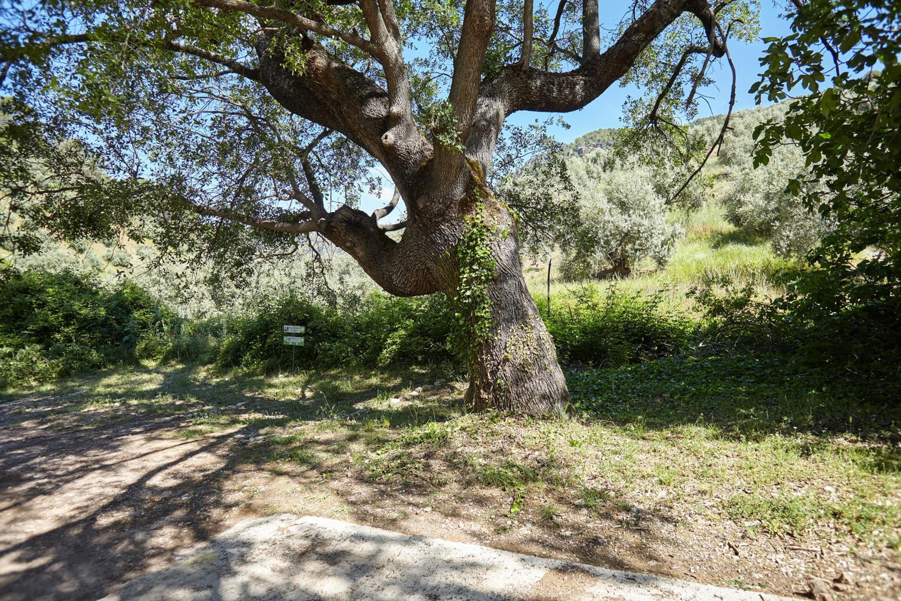 Cortijo el Soto