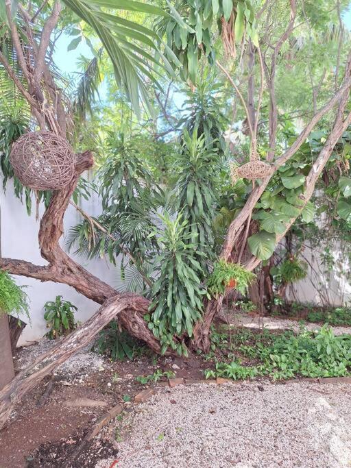 Estudio en el corazon de Cancun