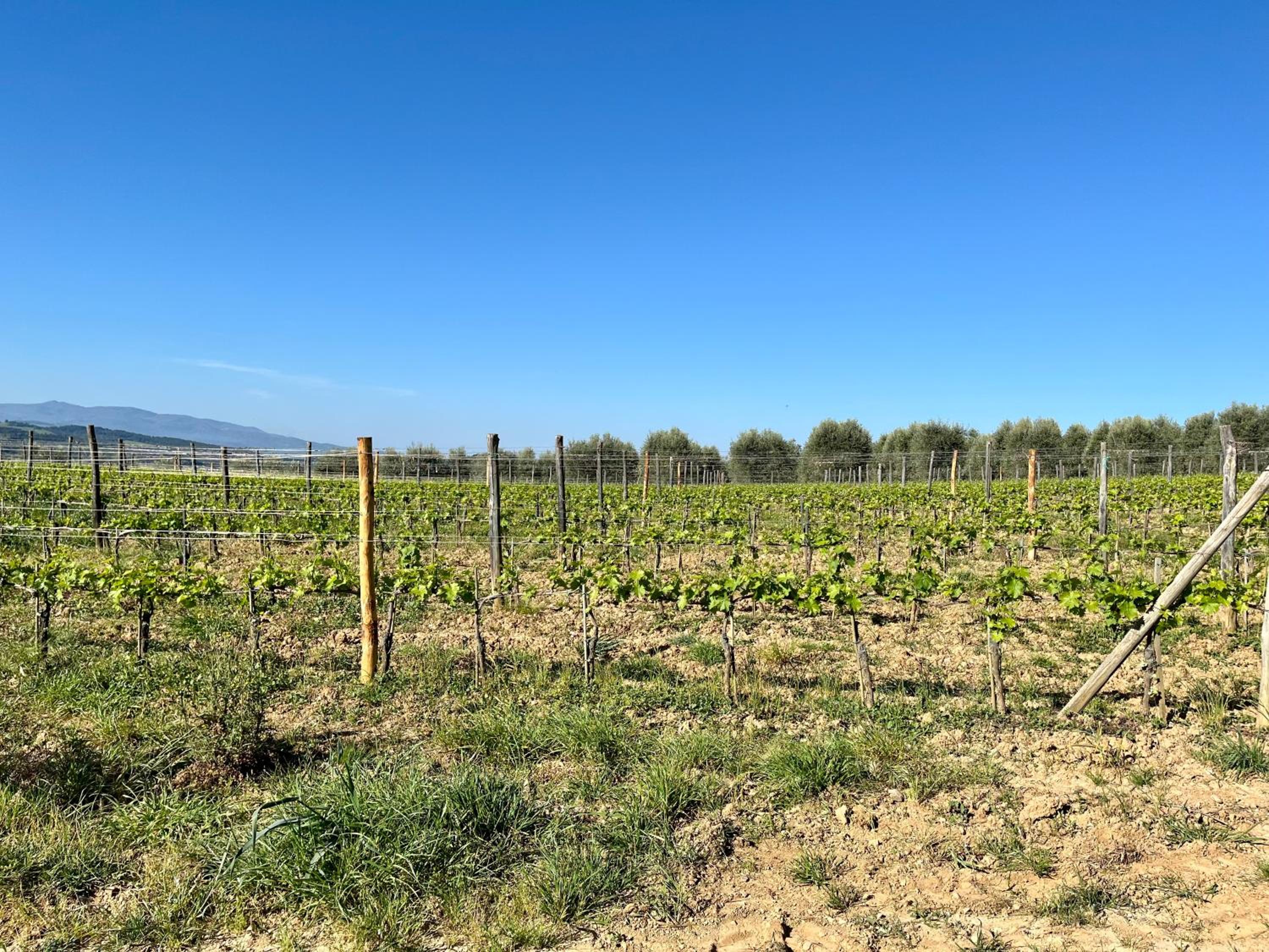 Agriturismo Le Querciole in Val d'Orcia