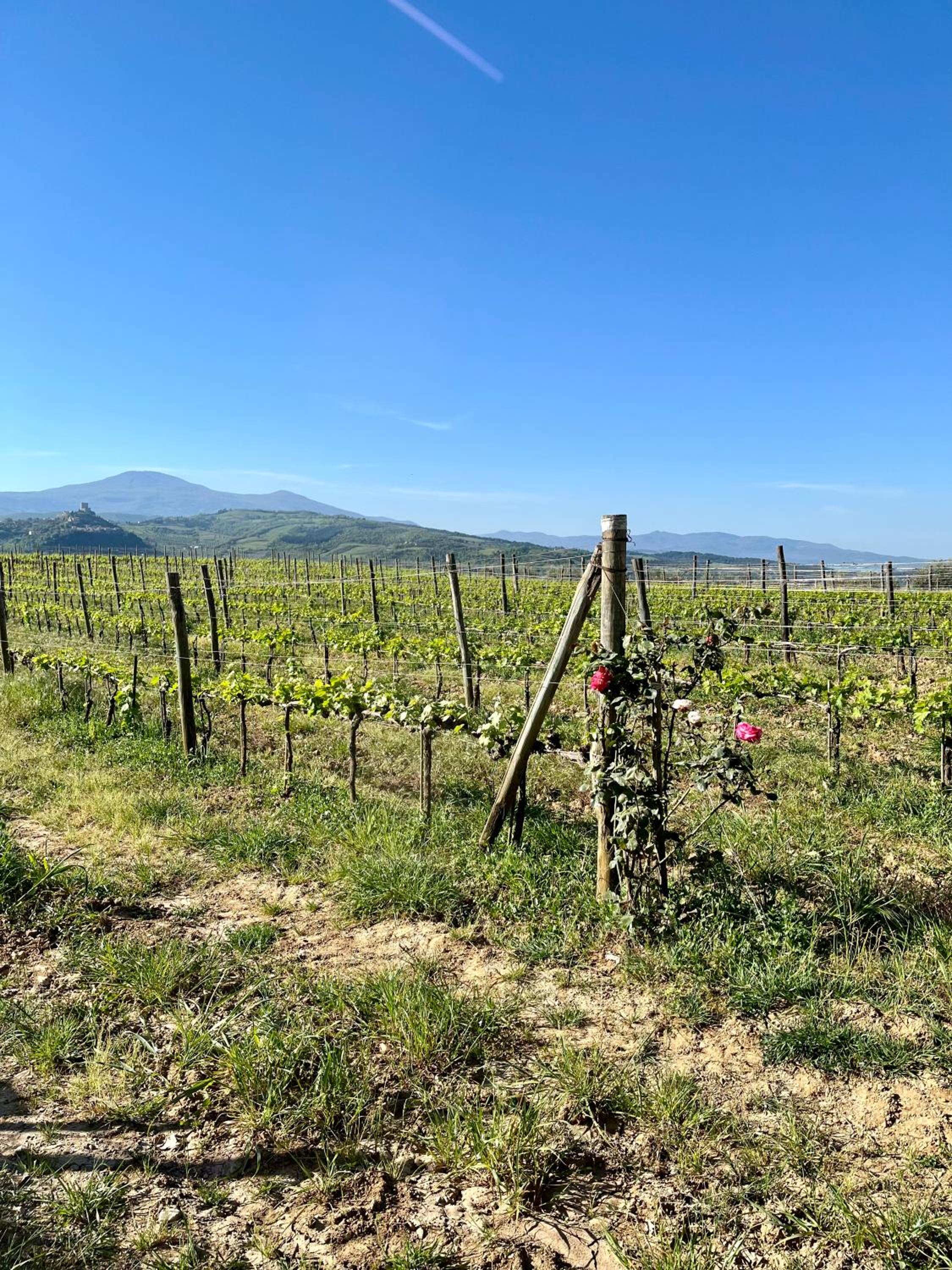 Agriturismo Le Querciole in Val d'Orcia