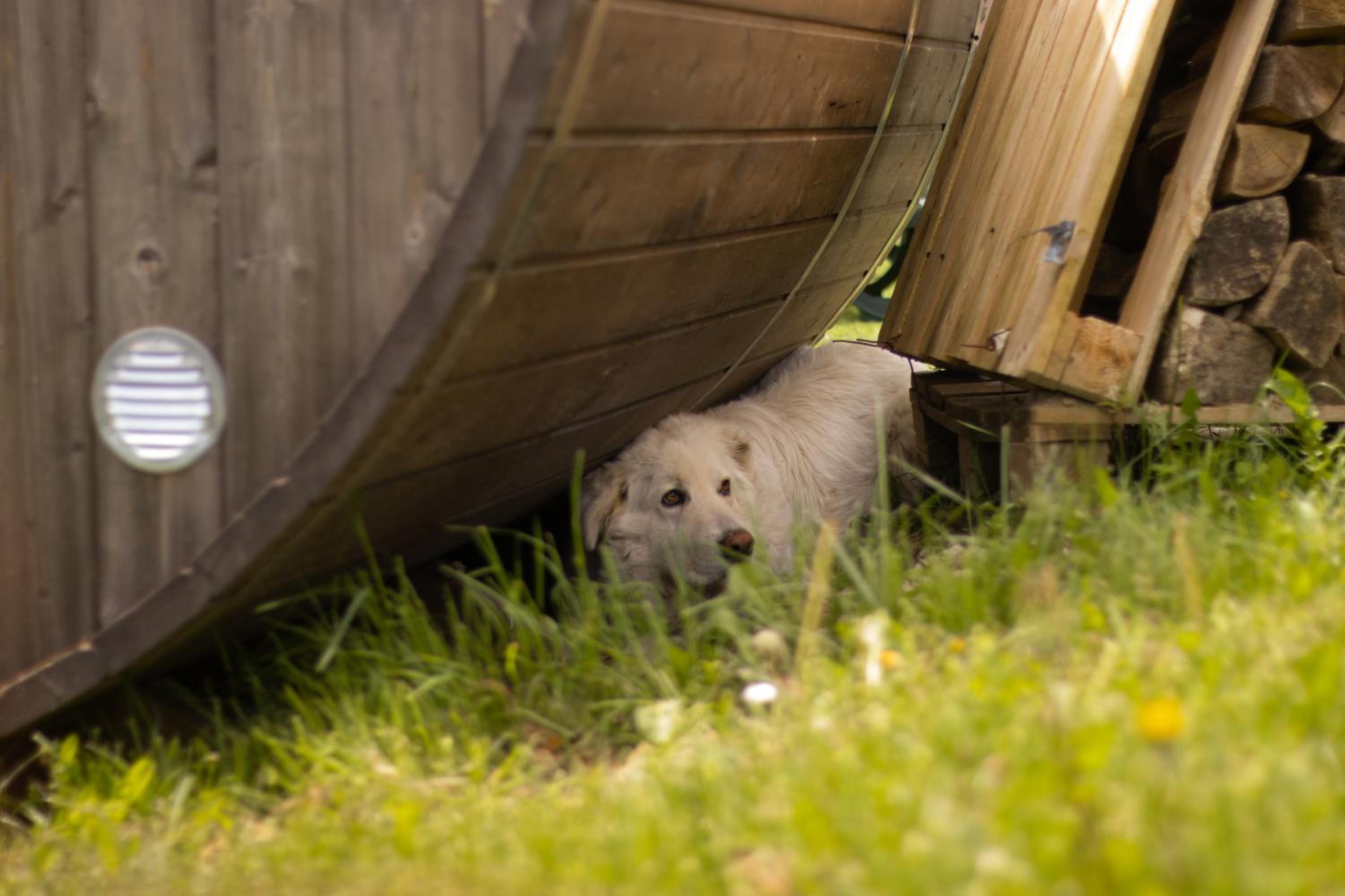 Photo 48