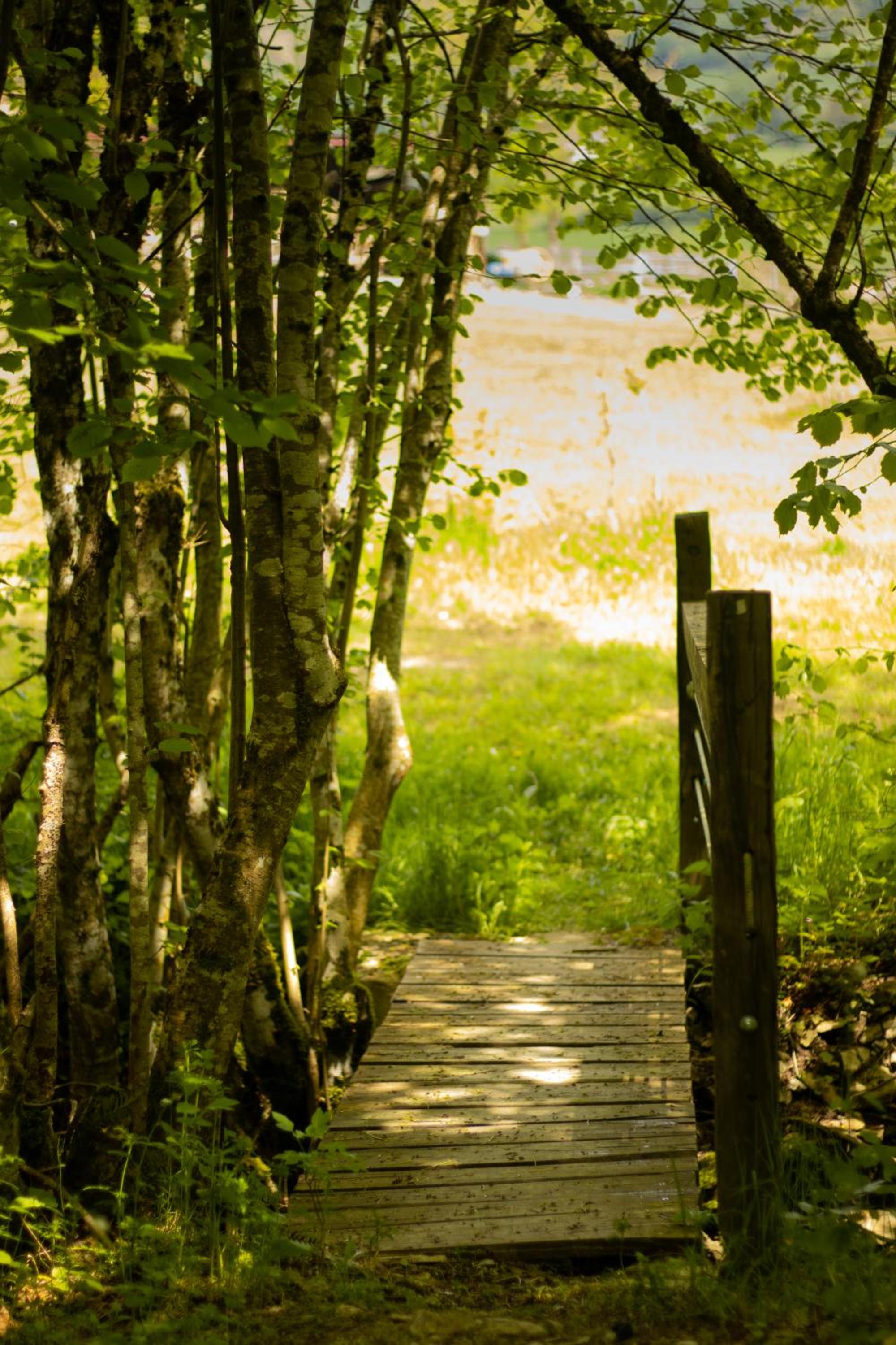 Photo 50