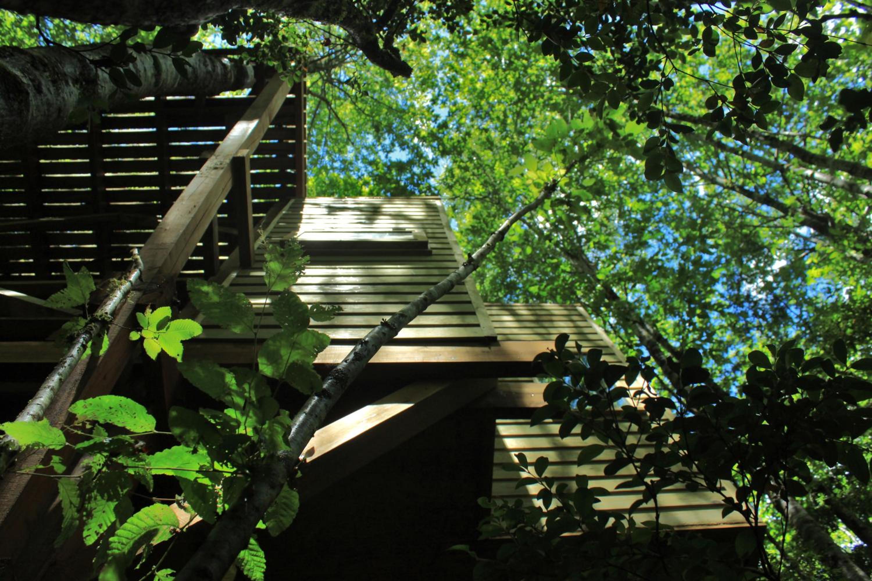 Casita Arbol