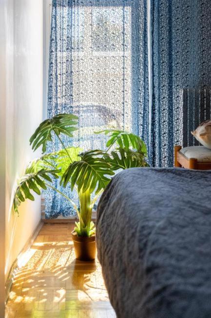 Sunshine apartment Ivana view 5