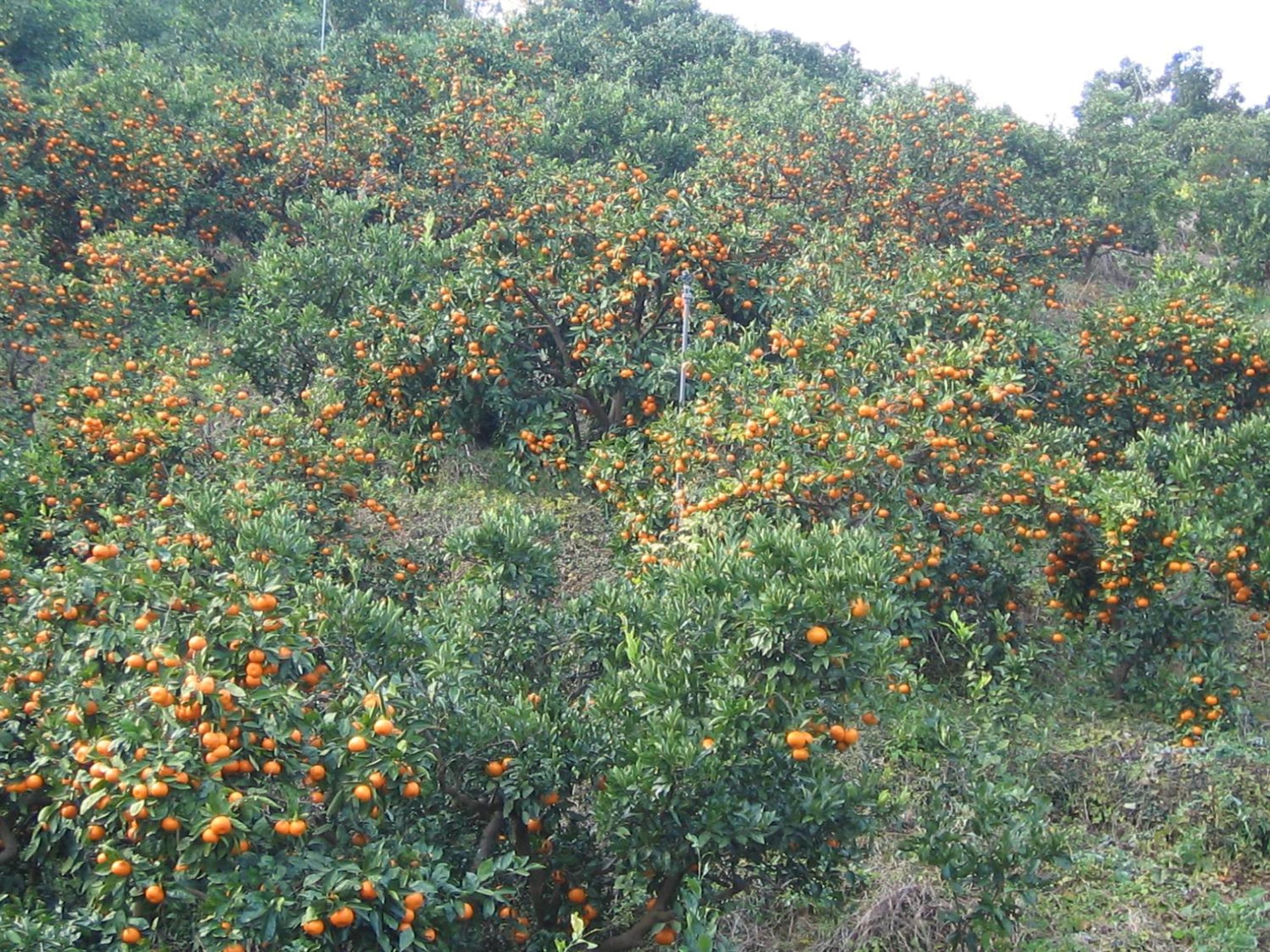 Mirai Noen view 4
