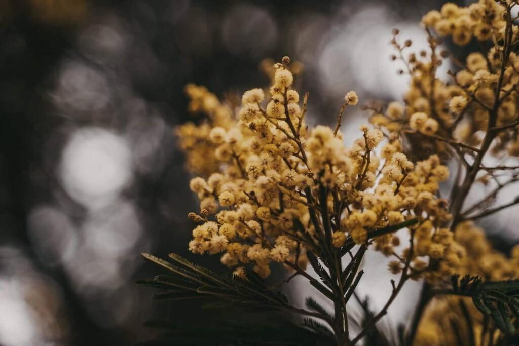 Black Wattle Coastal Retreat