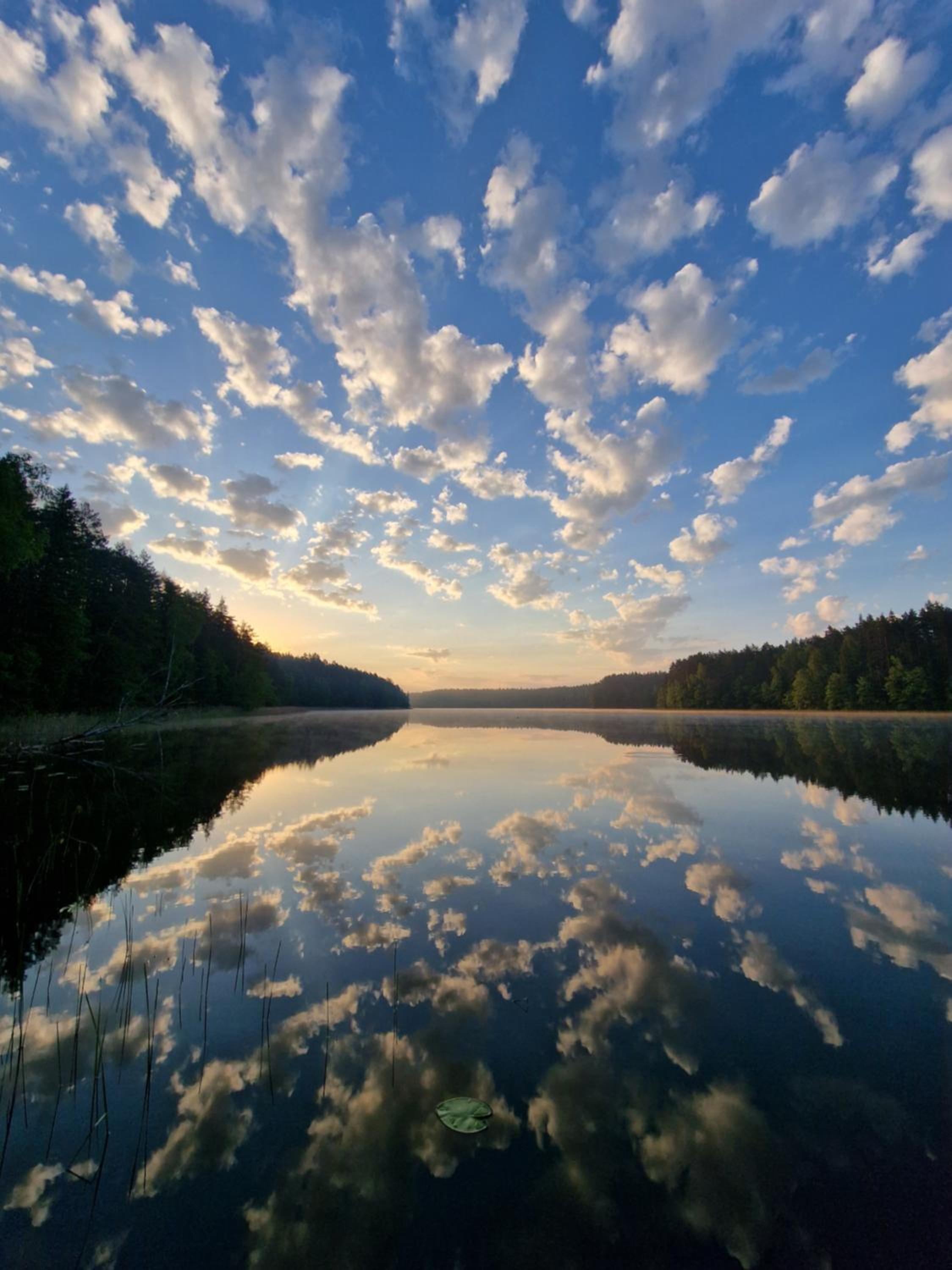 Miškas Arjola