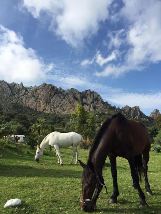 Tarifa Apartement Horses and Nature