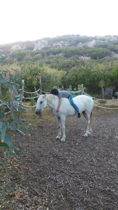 Tarifa Apartement Horses and Nature