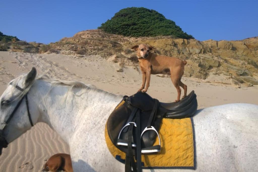 Tarifa Apartement Horses and Nature