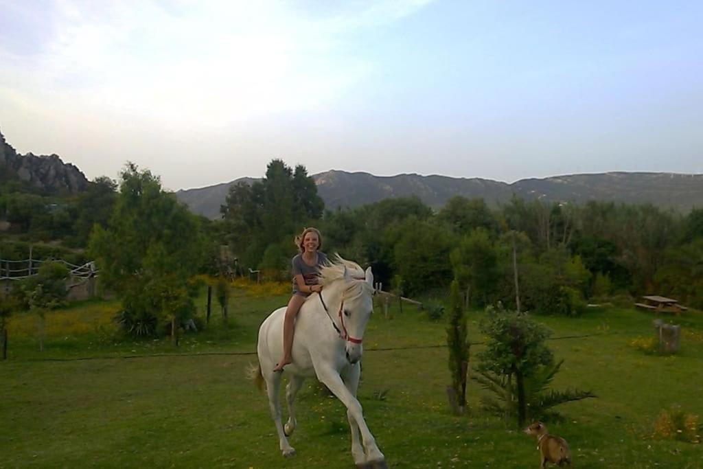 Tarifa Apartement Horses and Nature