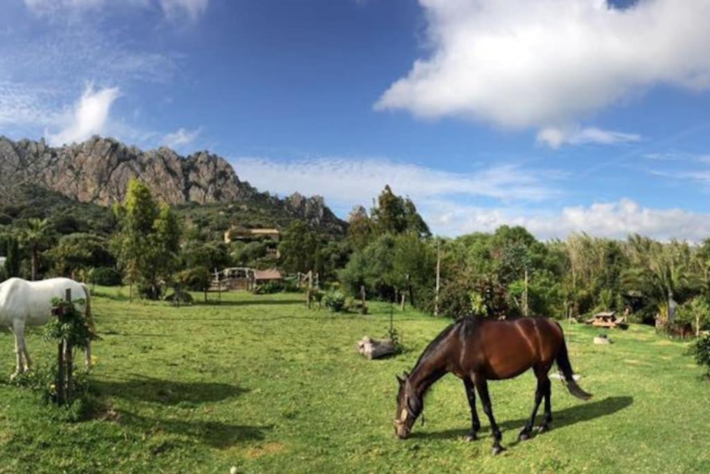 Tarifa Apartement Horses and Nature