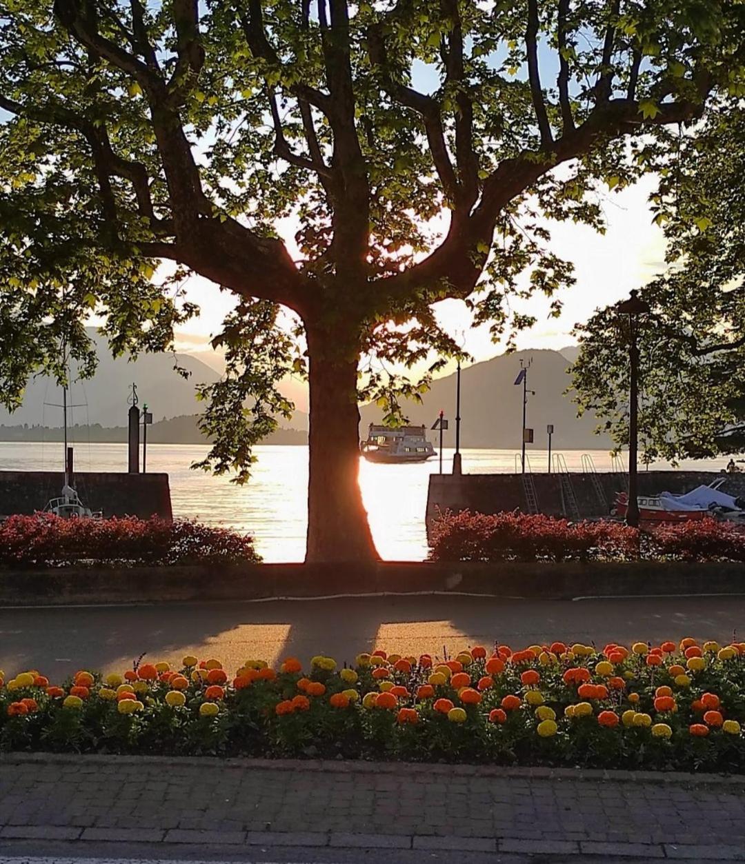 Lily Lake Maggiore