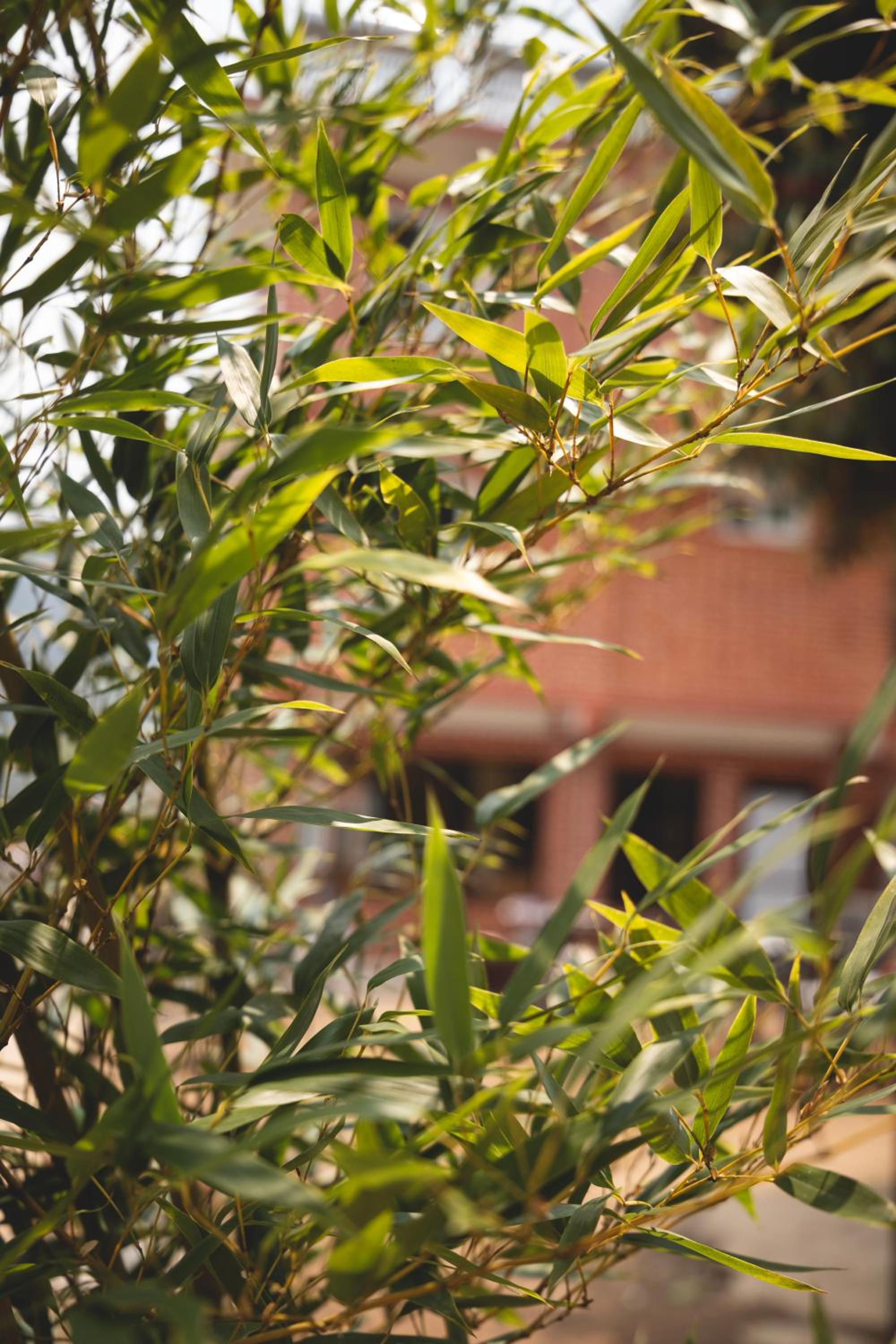 Les Terrasses Himalayan Resort