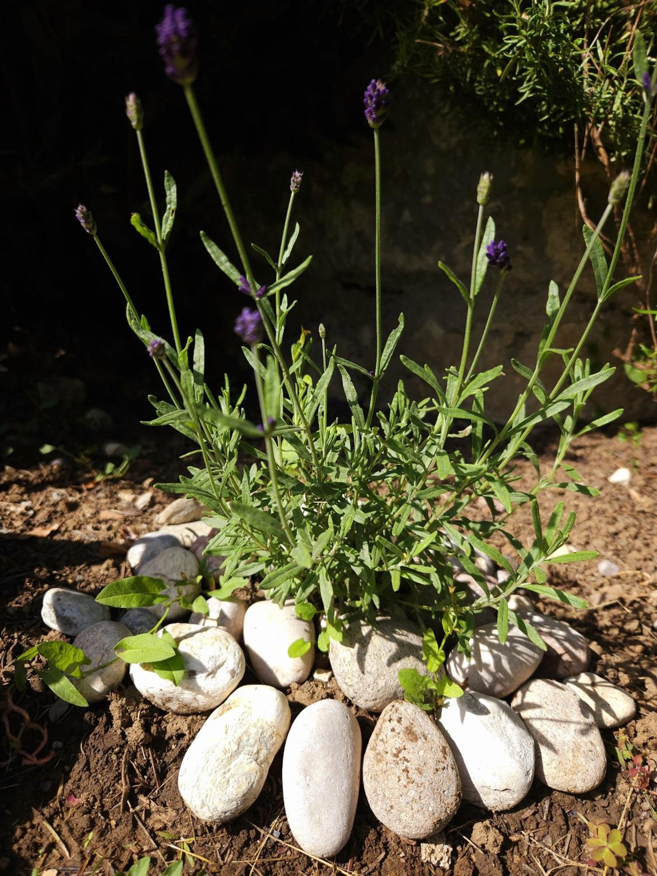 Apartma Lavanda