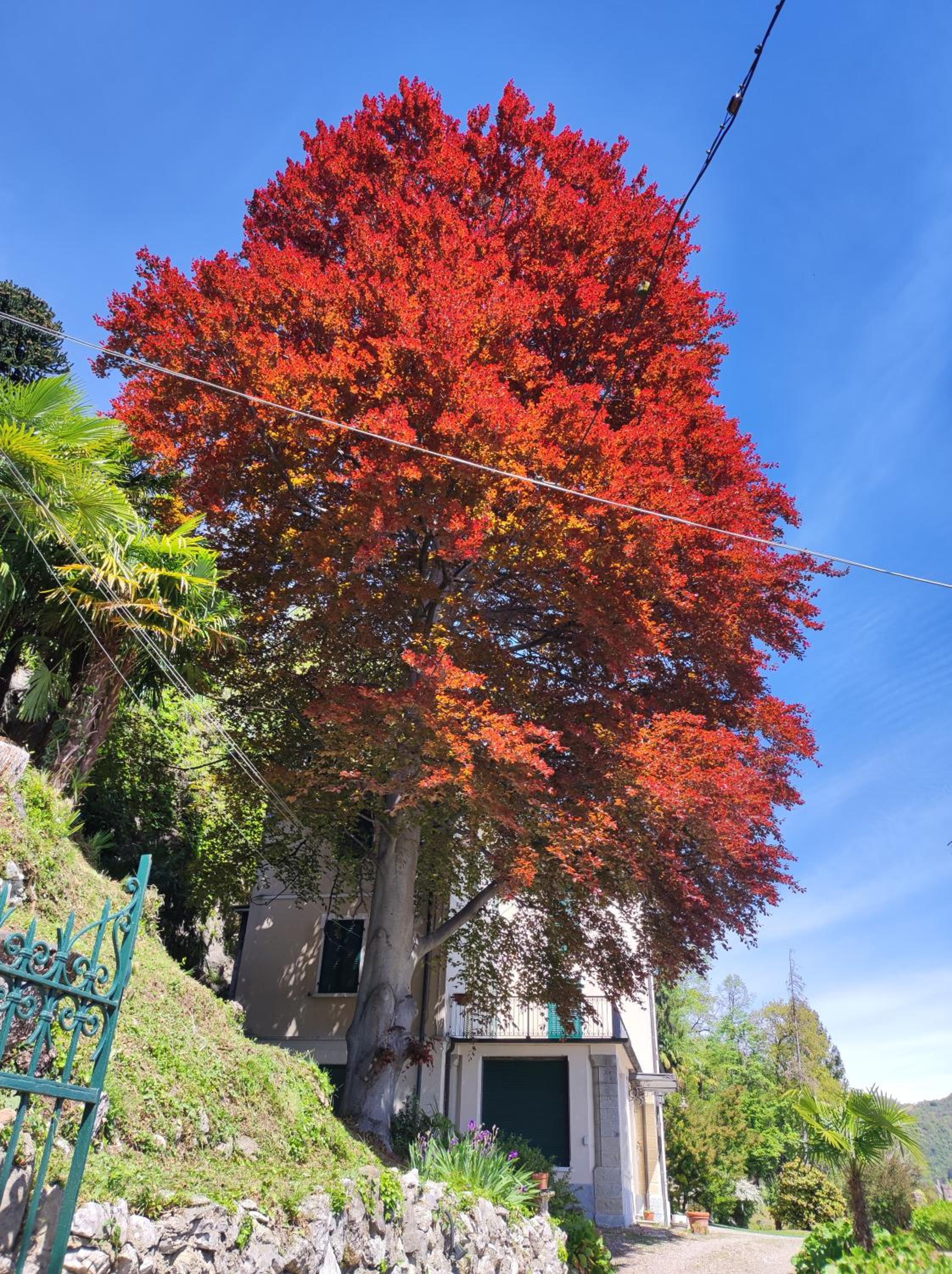 Villa Virginia