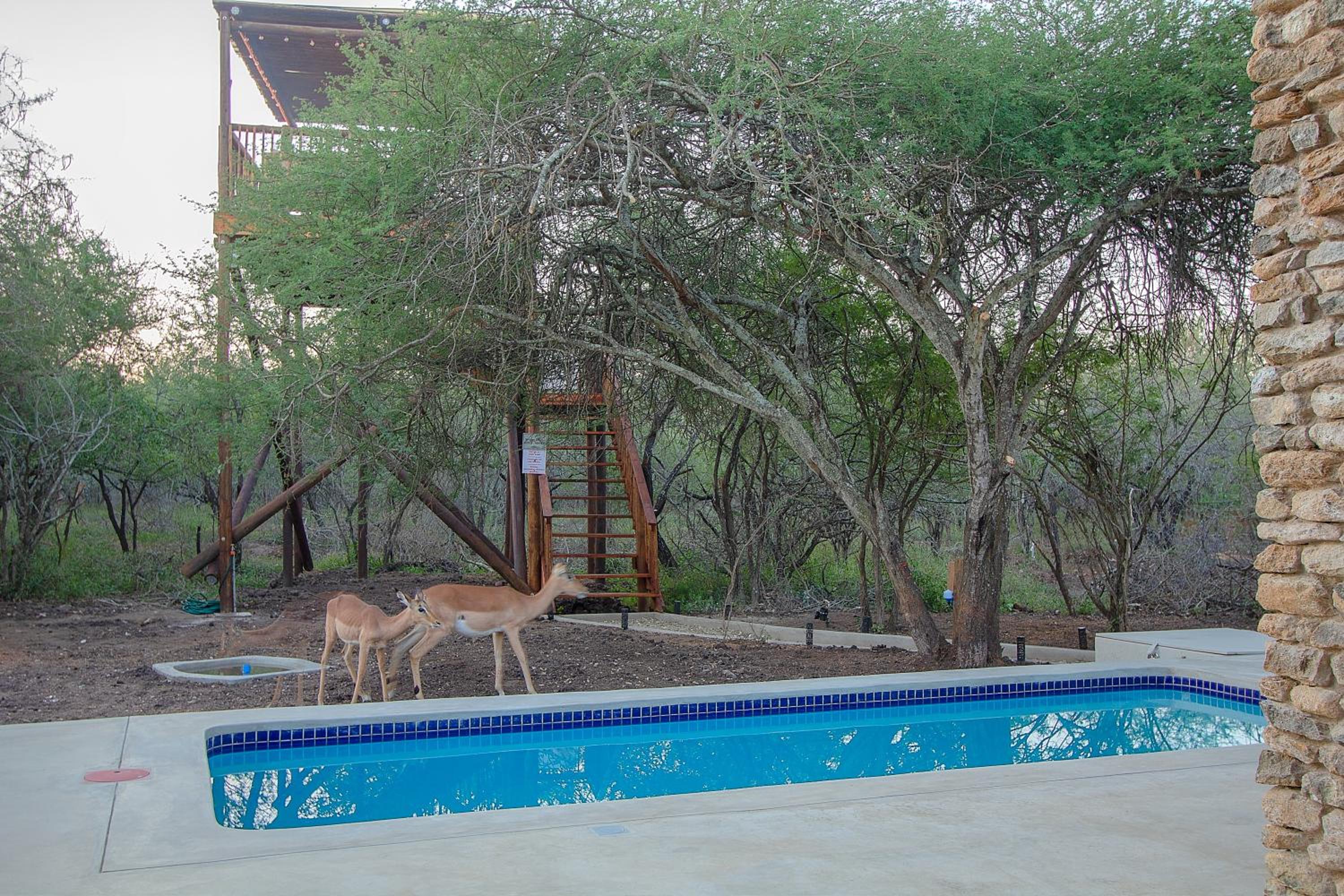 The Duchess Luxury Safari Villa, Close to KNP, Giraffe-Feeding-Tower, Bush-Bath, Boma