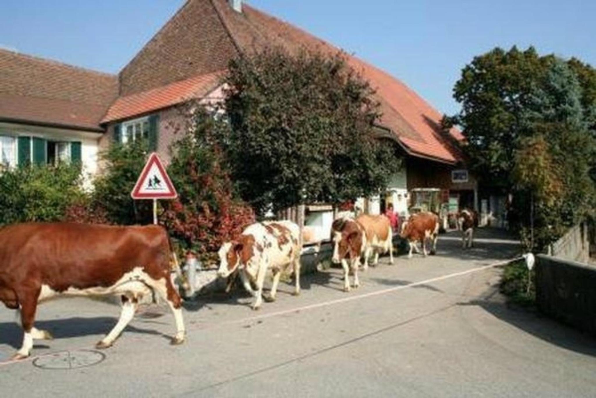 Stöckli - Hof zur Linde - Ferien auf dem Land - Ferien auf dem Bauernhof