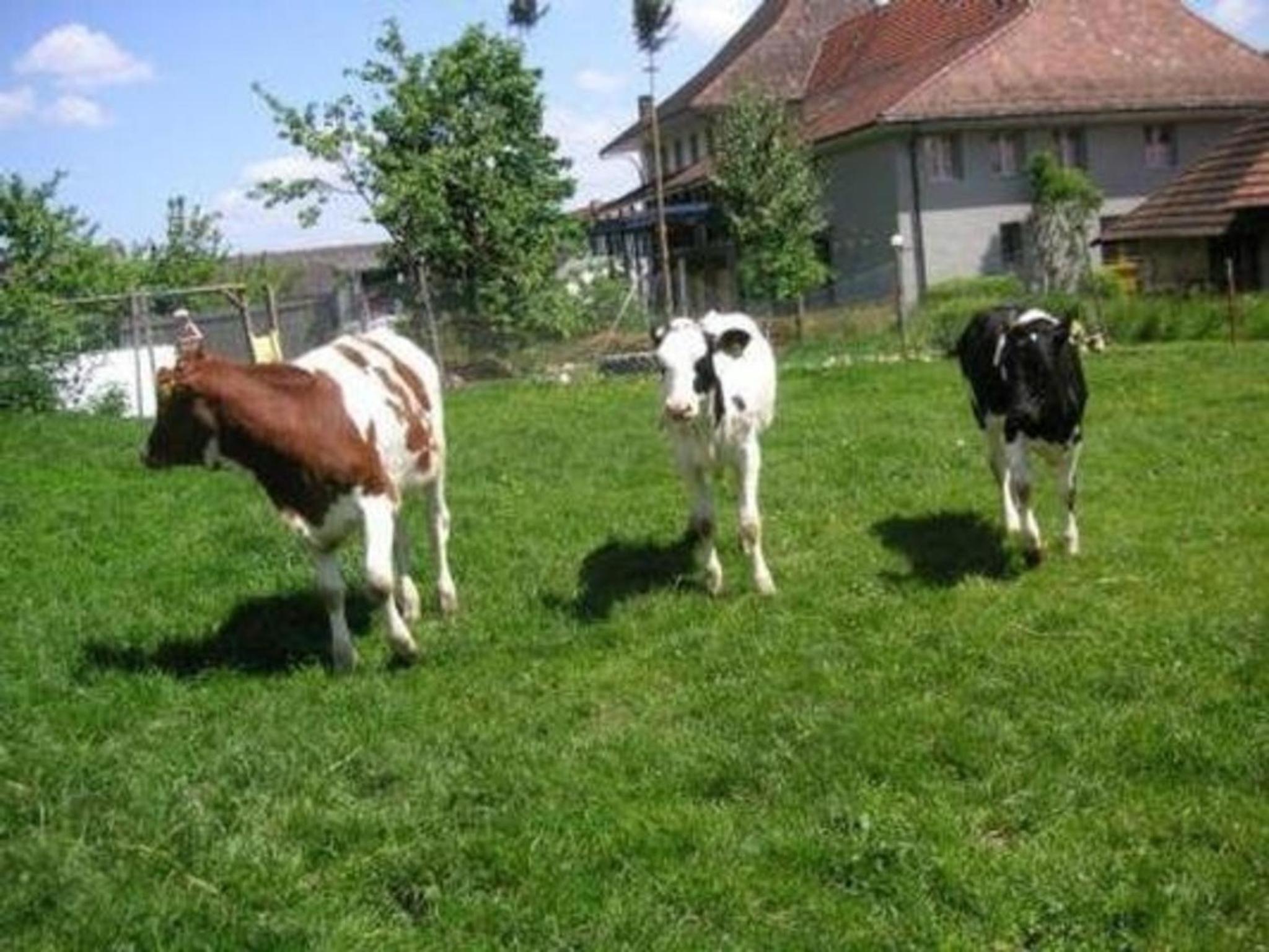 Stöckli - Hof zur Linde - Ferien auf dem Land - Ferien auf dem Bauernhof