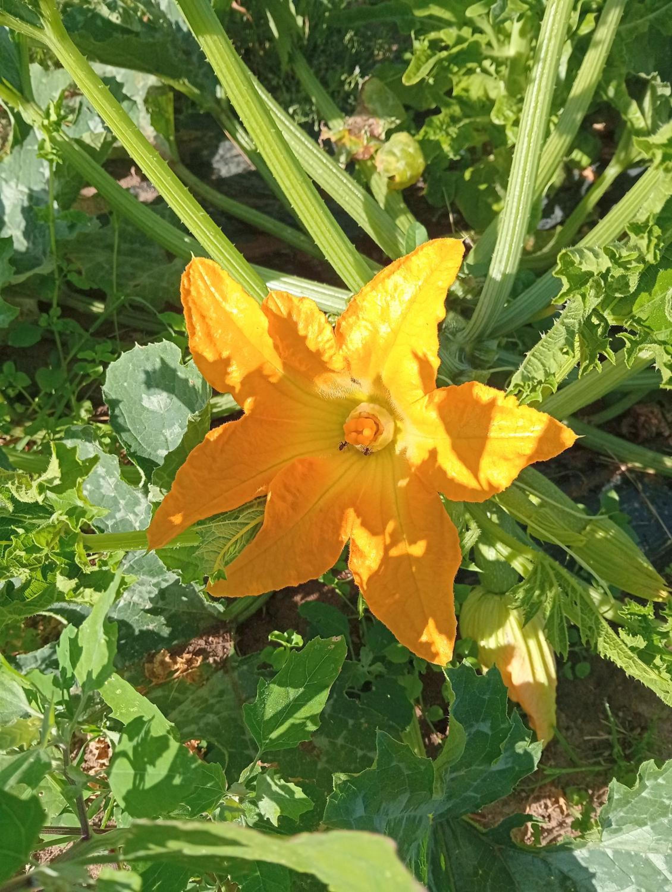 I Cavalleggeri