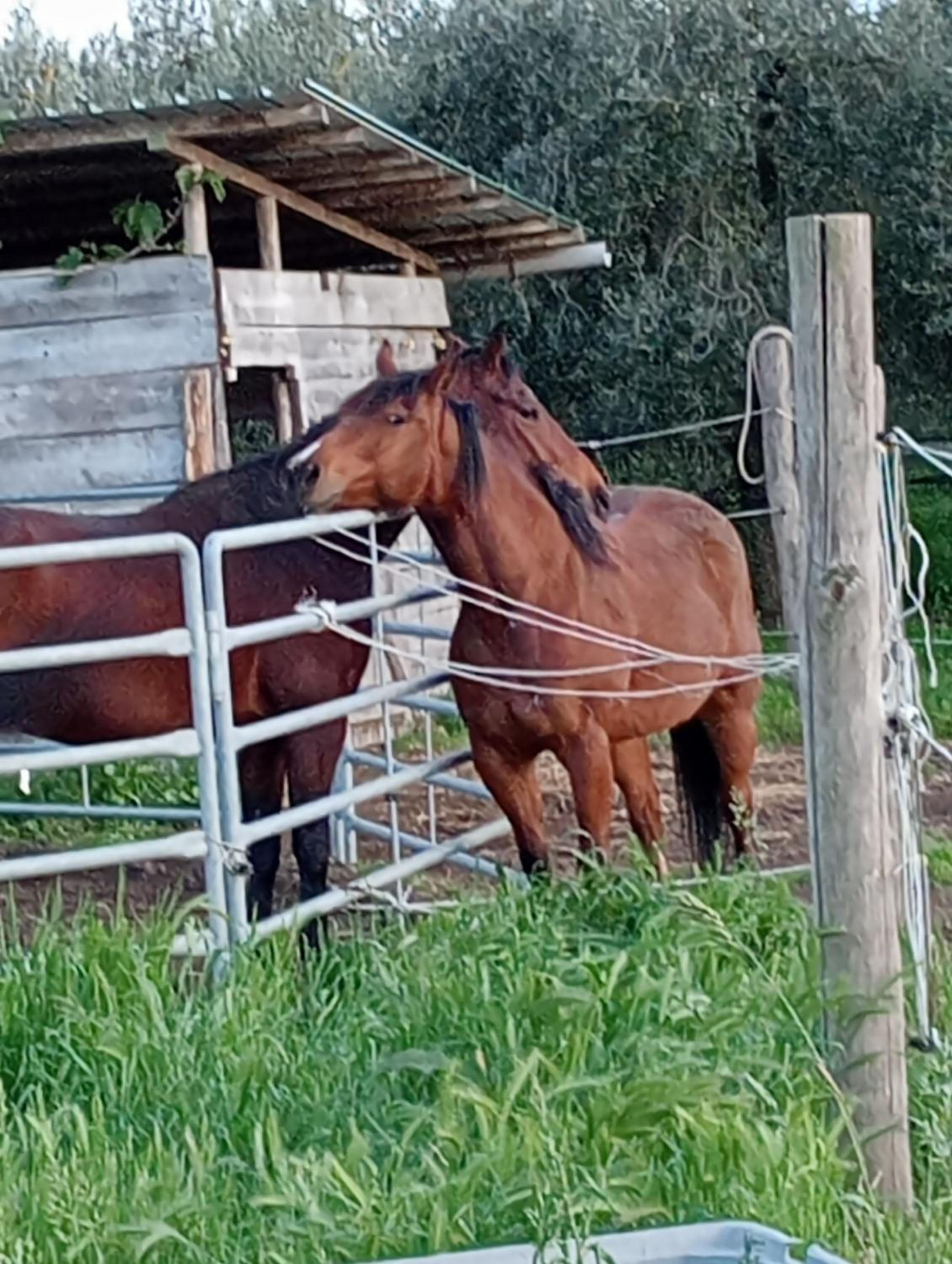 I Cavalleggeri