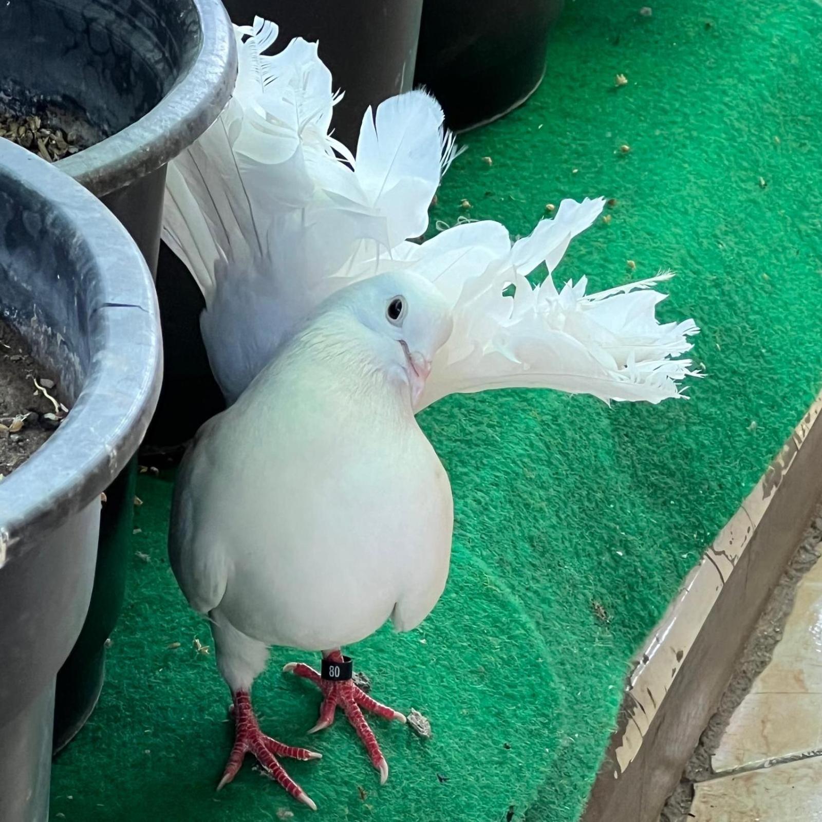Cecilia Hostel