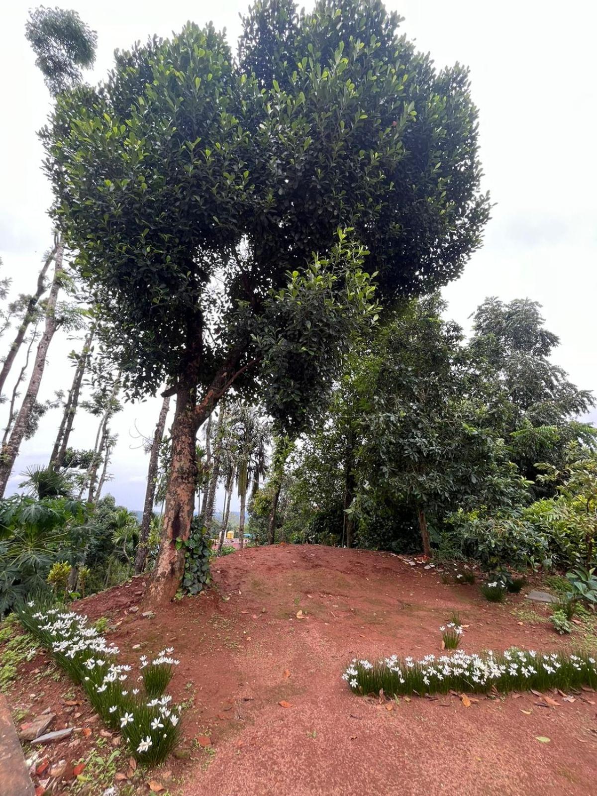 Serenity Homes Sakleshpur view 4