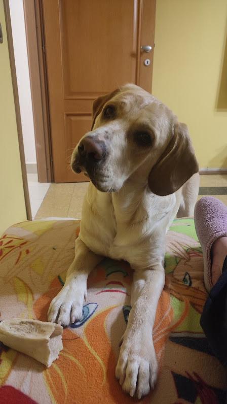human