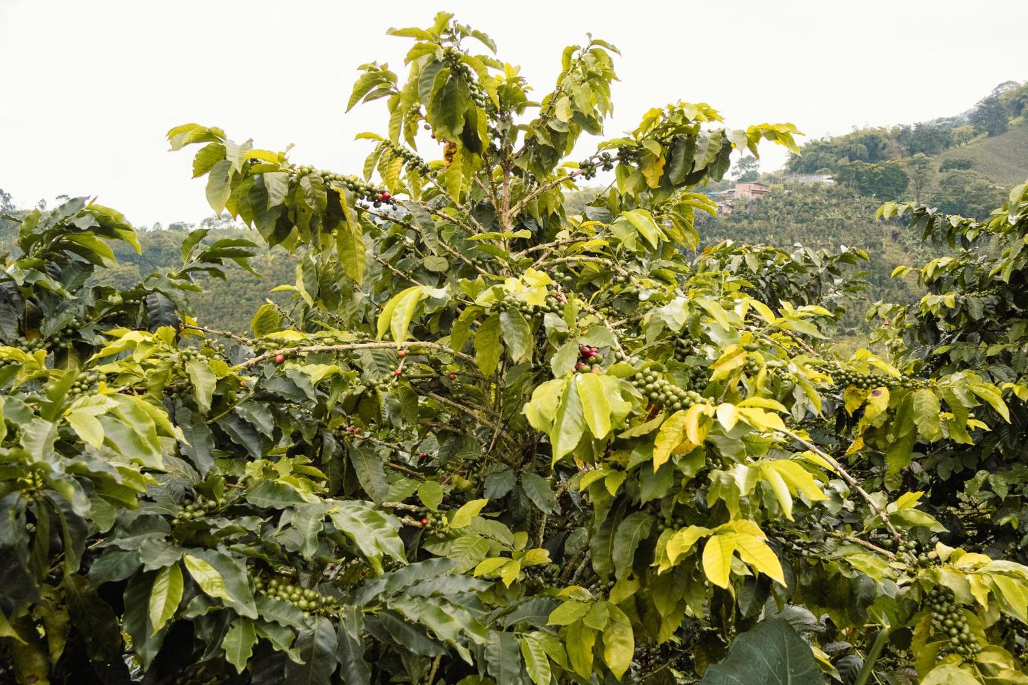 Finca el Encuentro Eje Cafetero