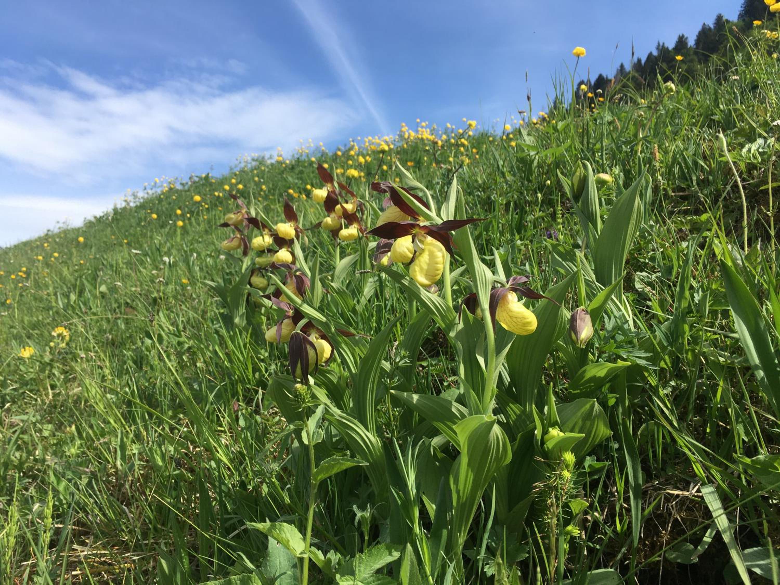 Stockberghüsli