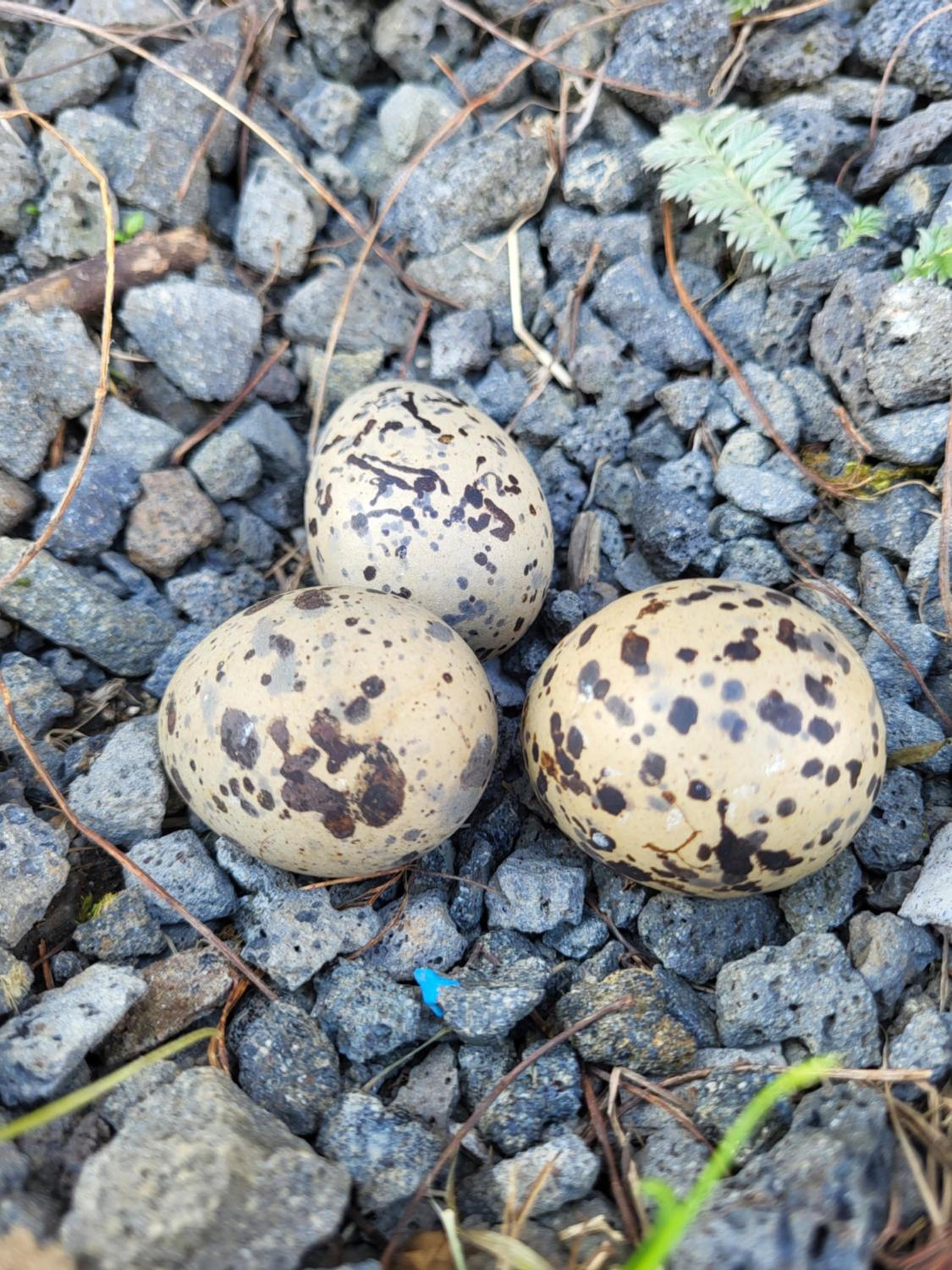 Vonarland hús með einu svefnherbergi