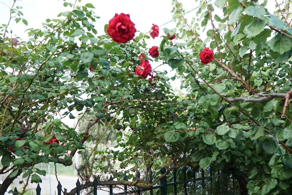 Lovely family garden house