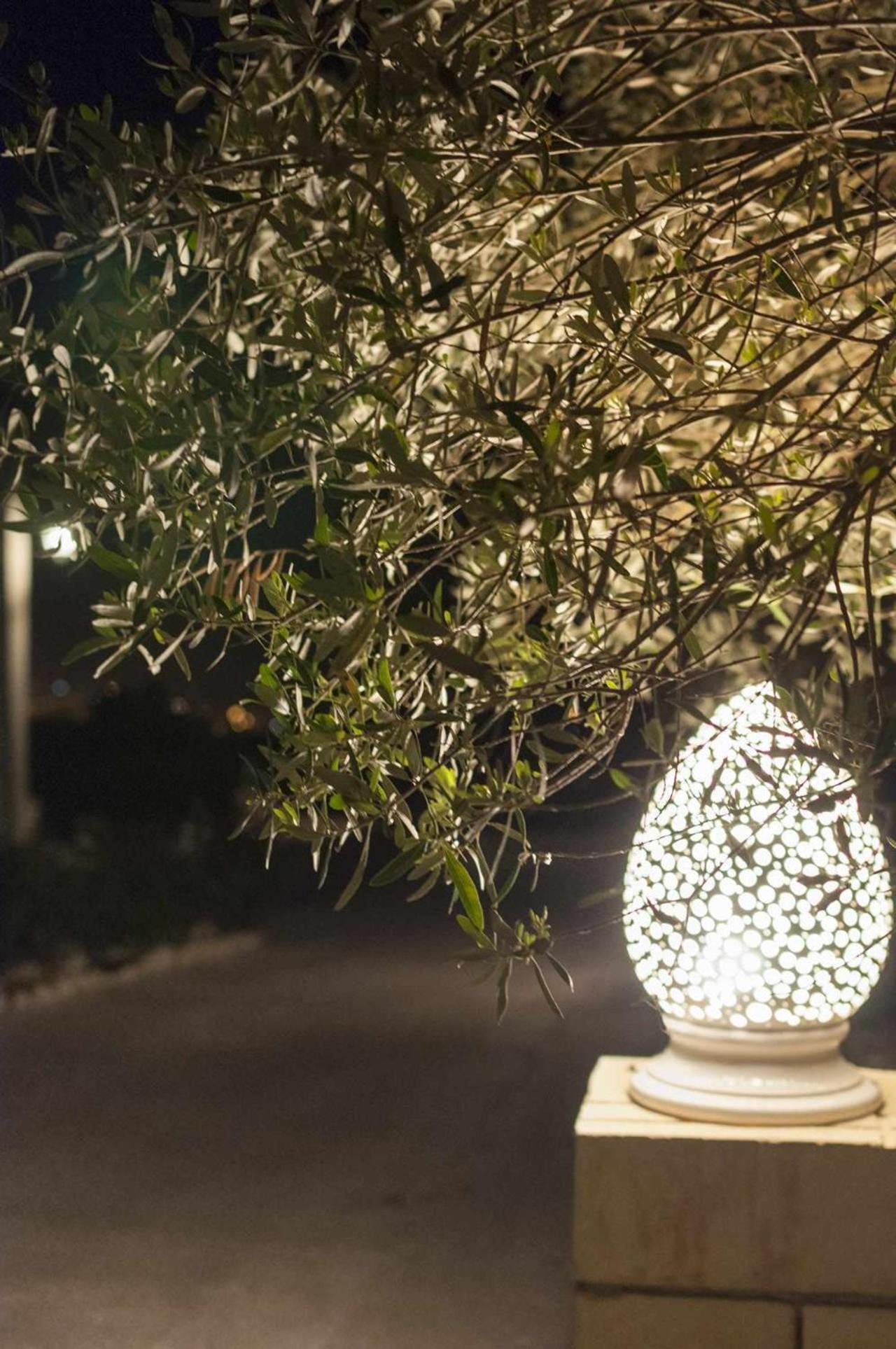 Tenuta Olive Alive