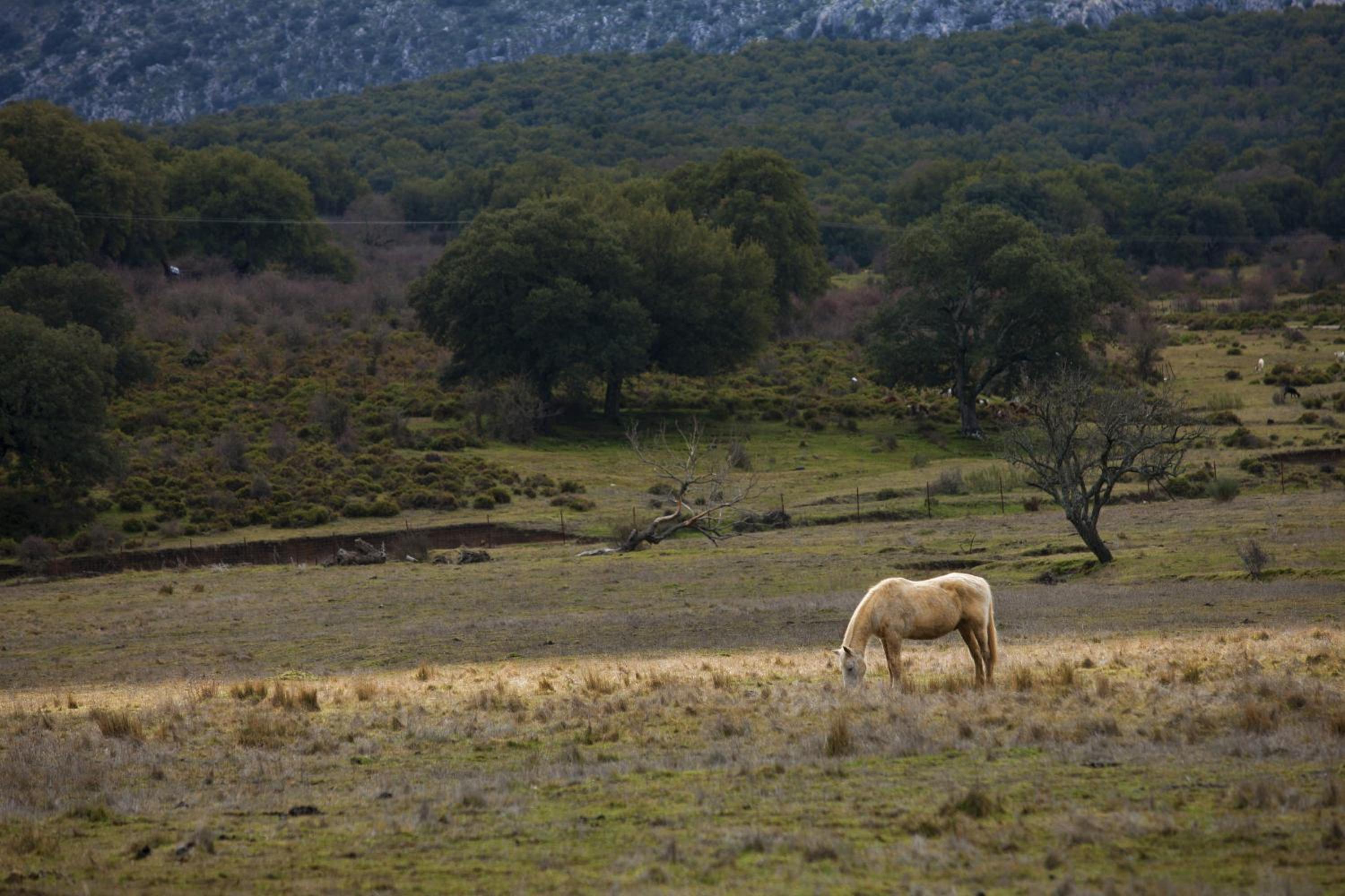 Tambor Del Llano