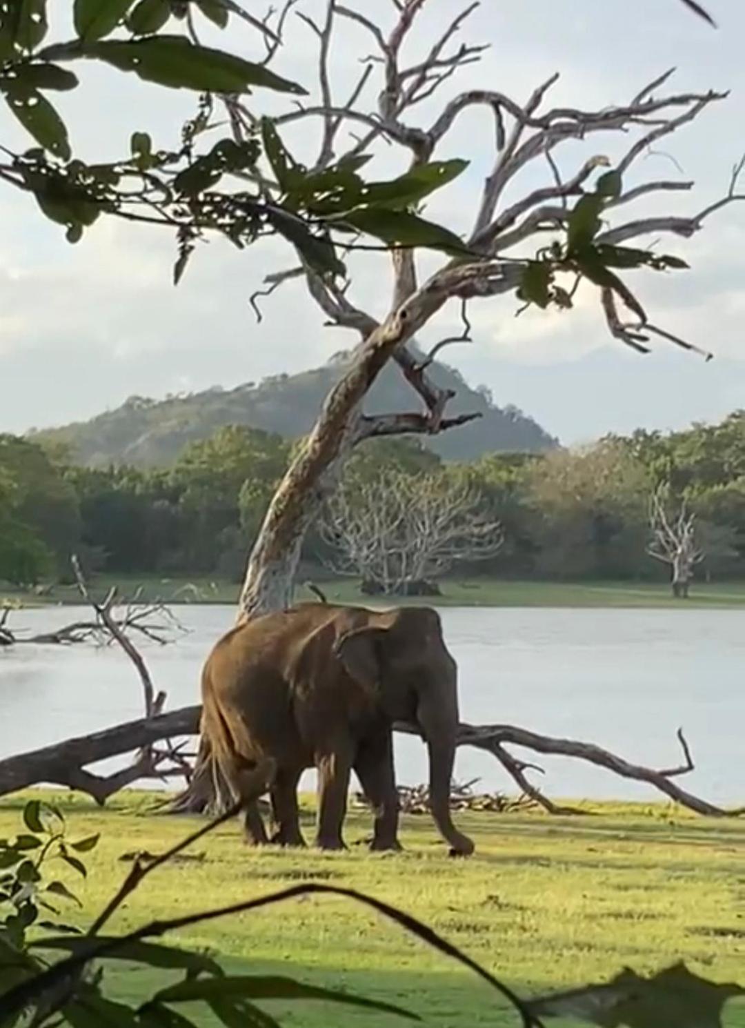 Humbhaha jungle yala nature eco resort view 2
