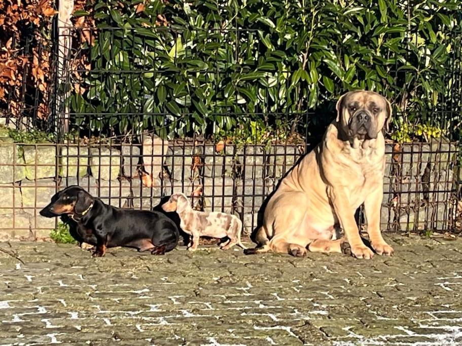 Logeren boven paarden