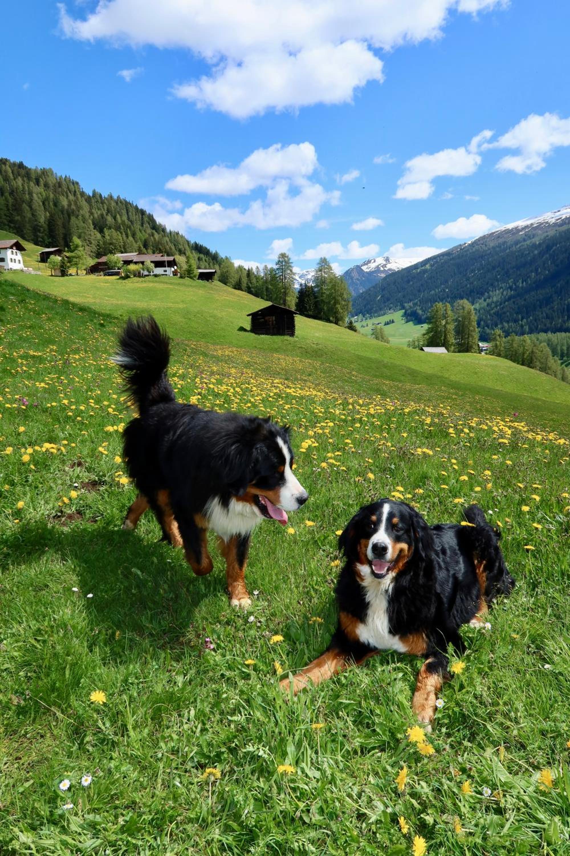 Naturedome Hof Camenisch