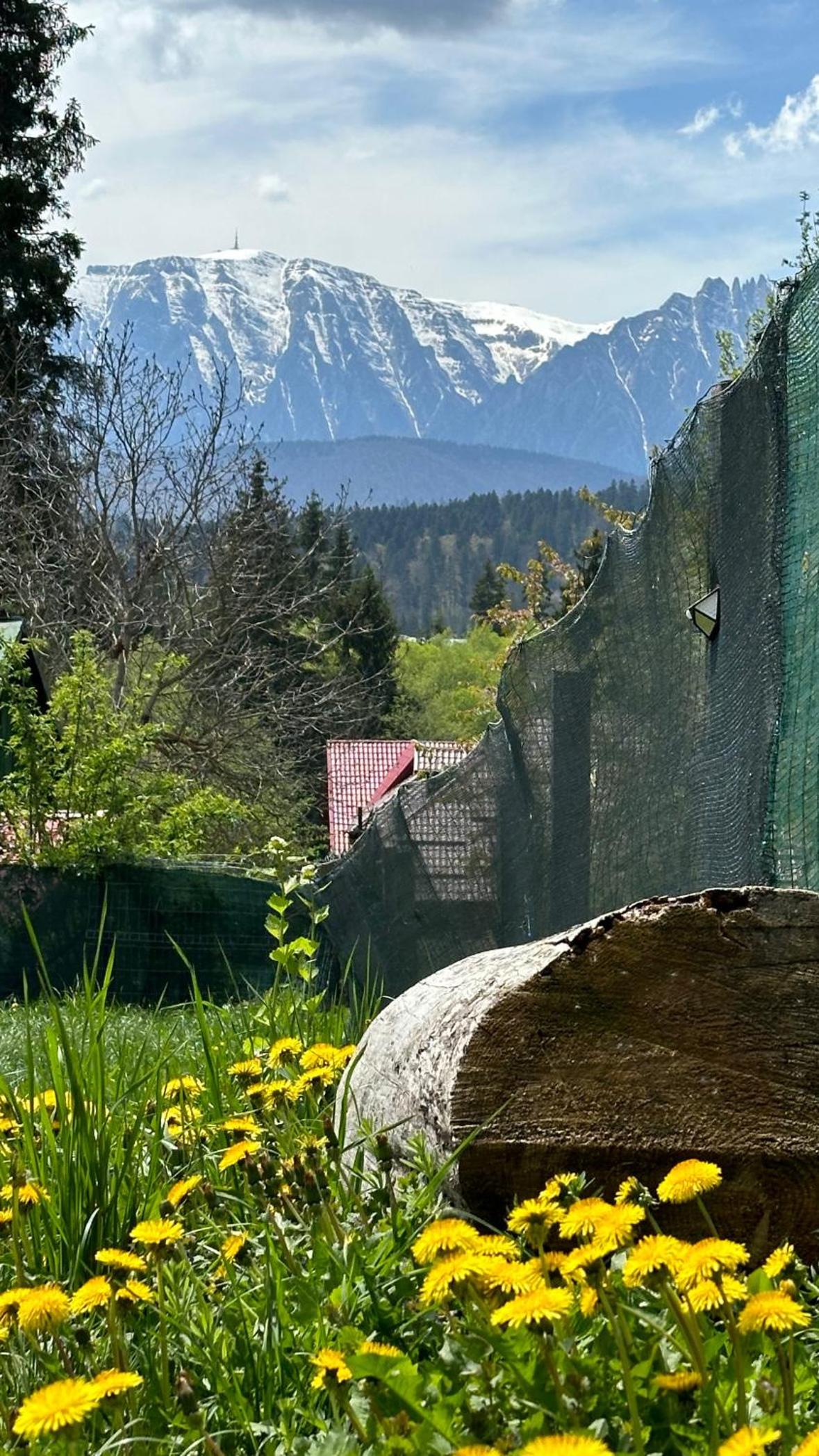Pine Peak