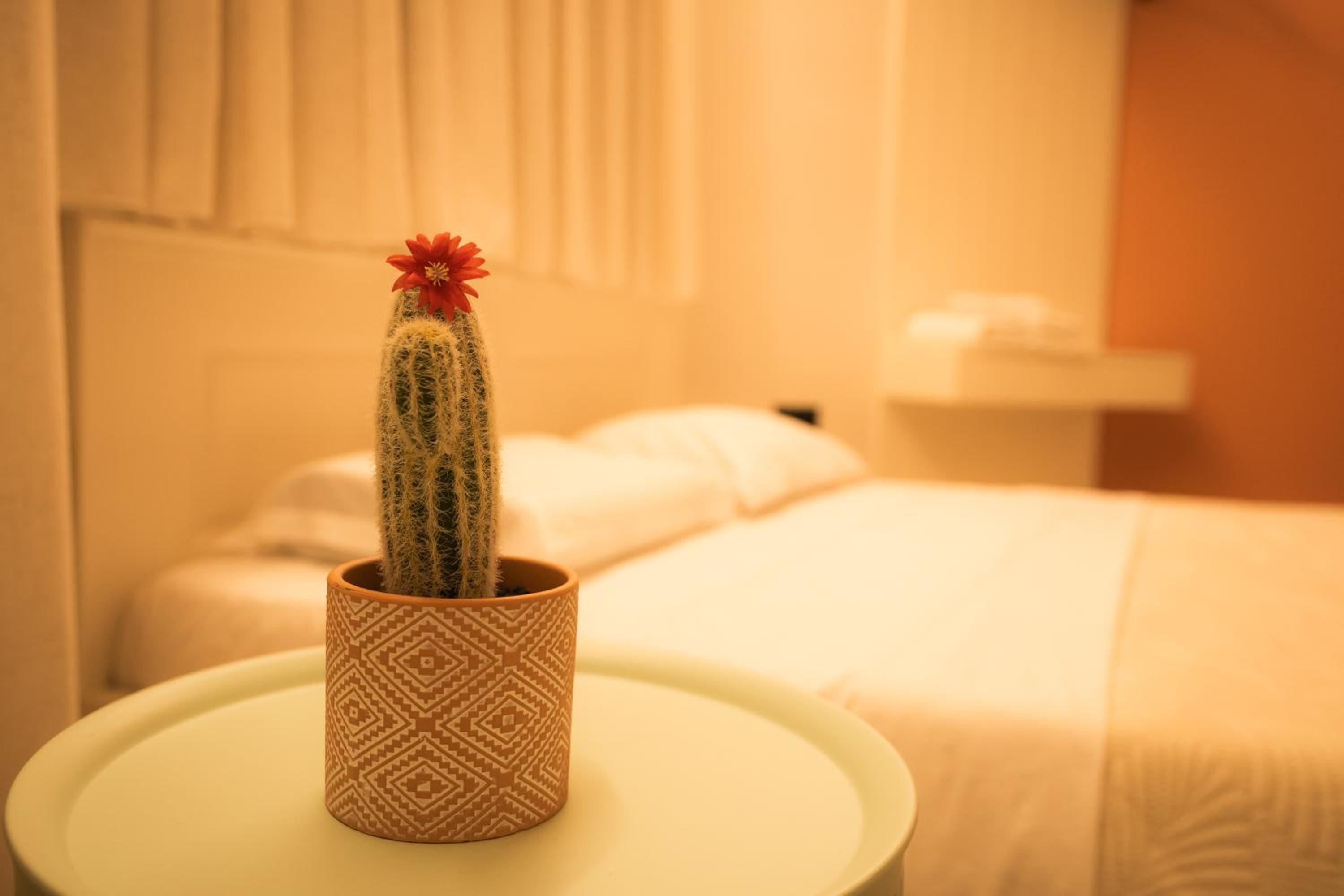 Coral Cane Apartment