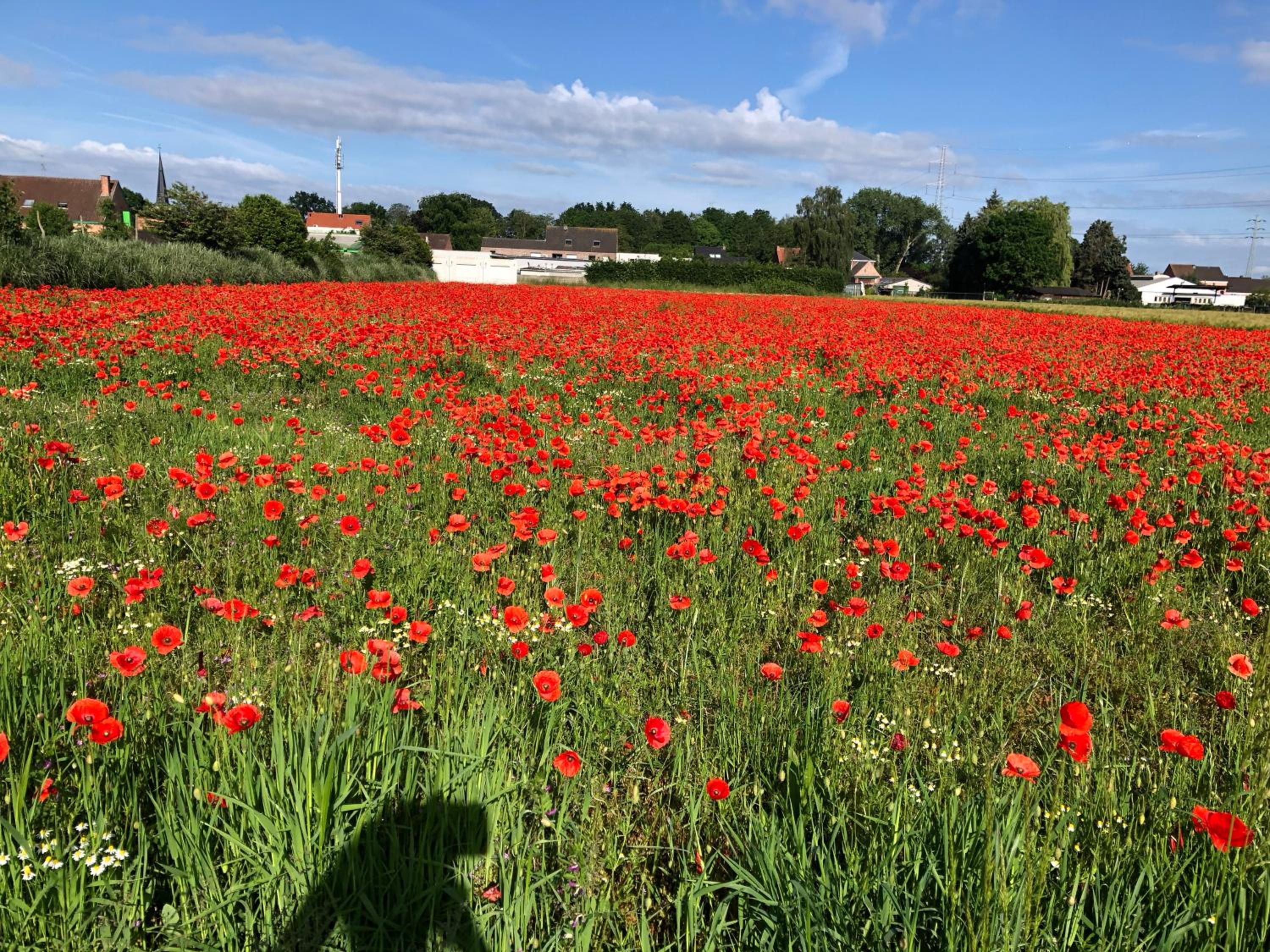 Vakantiewoningeikenhof