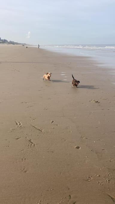 Mint aan het strand view 4